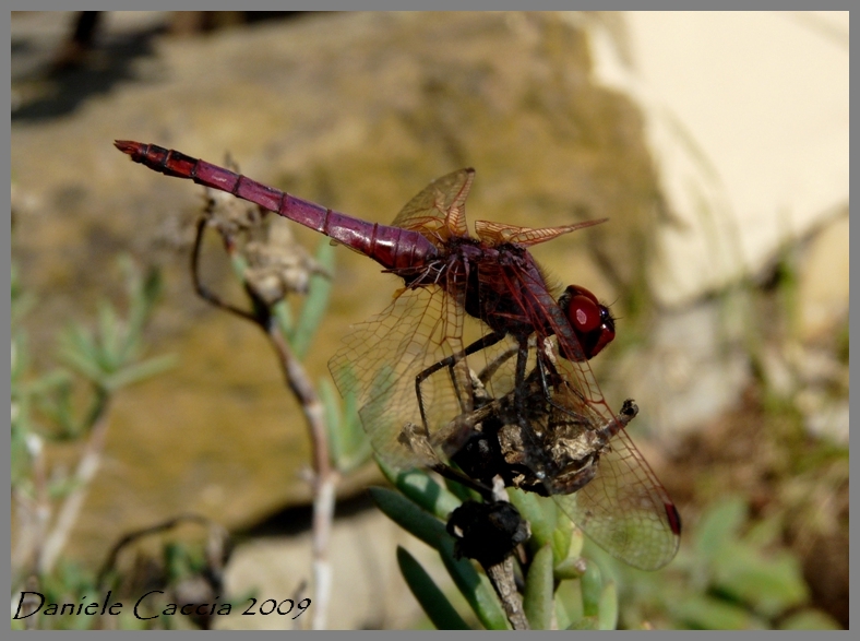 Trithemis annulata